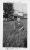 Marie Anne Belzamire DOUCET nee HUARD July 1945 on Property in Bathurst NB.jpg